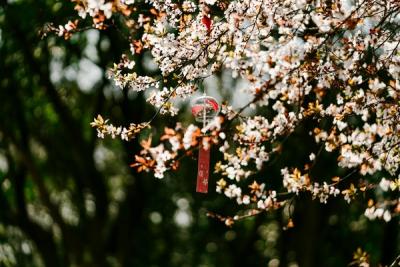 Sustaining Serenity: Nurturing Yard Decor with Butterfly Wind Chimes for Sale